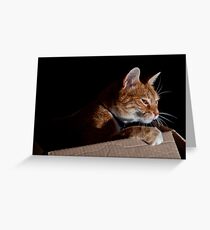 Cat In a Box Greeting Card