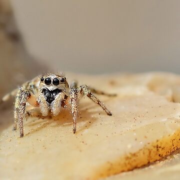 Artwork thumbnail, Zebra Jumping Spider by relayer51