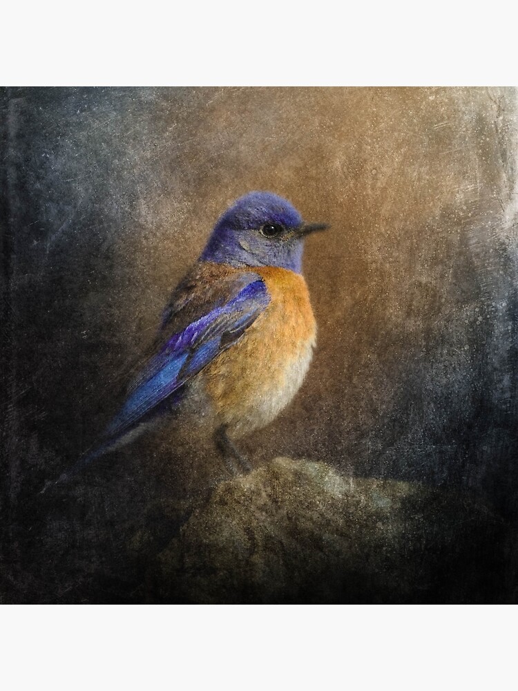 Eastern Bluebird by tinabellvance