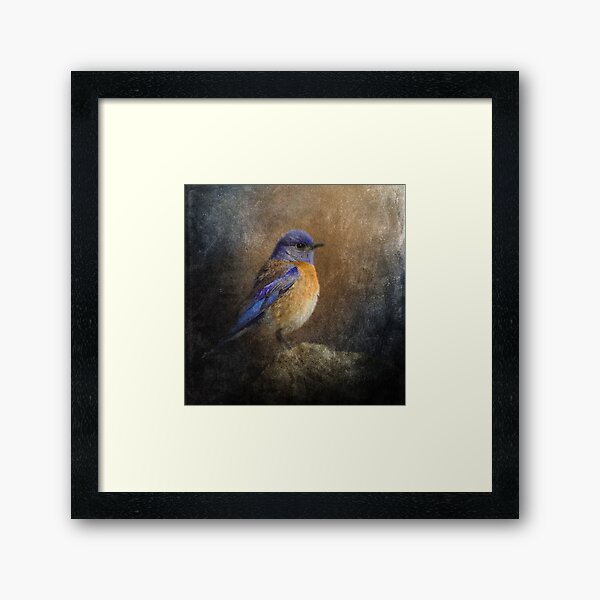 Eastern Bluebird Framed Art Print