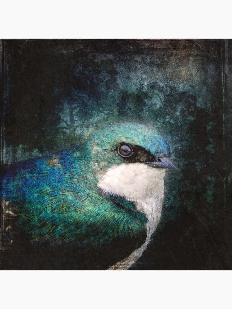 Swallow by tinabellvance
