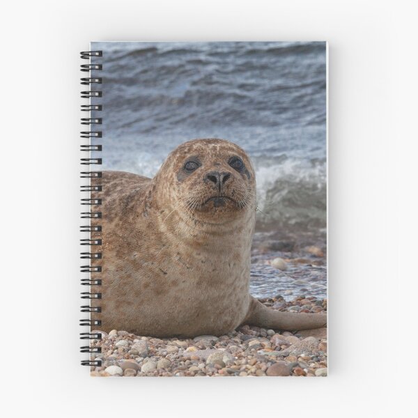 Item preview, A common seal at Portgordon Scotland - 2 designed and sold by Diane Macdonald.