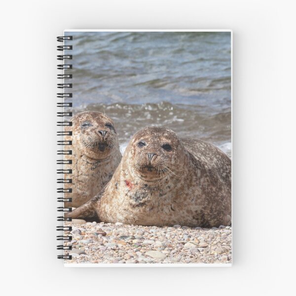 Item preview, Three common seals at Portgordon Scotland designed and sold by Diane Macdonald.