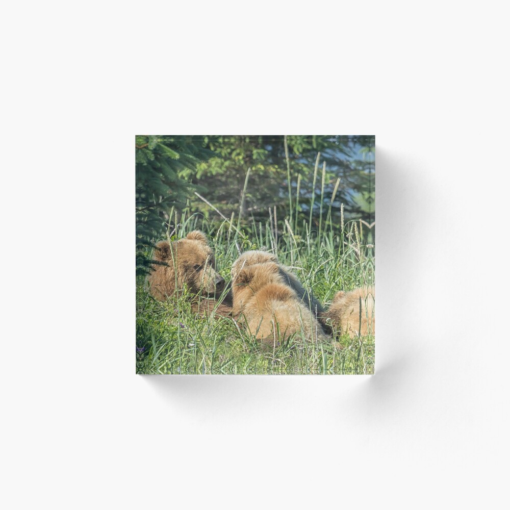 Nursing Mama Bear with Triplets available as Framed Prints, Photos, Wall  Art and Photo Gifts