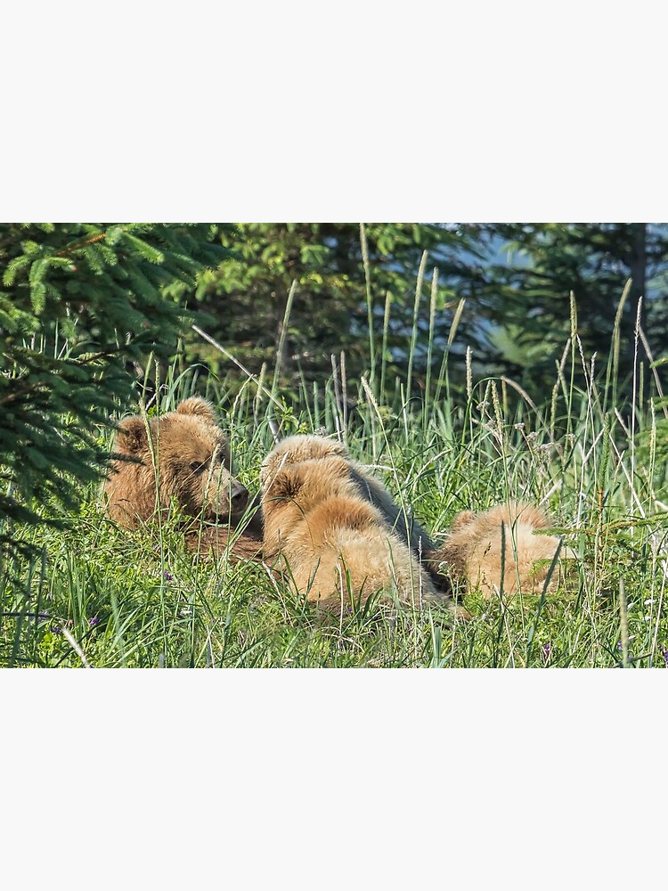 Nursing Mama Bear with Triplets available as Framed Prints, Photos, Wall  Art and Photo Gifts