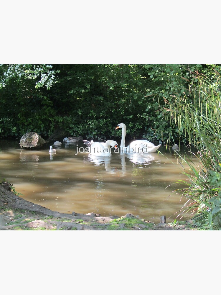 "swans and Poster for Sale by joshuarainbird Redbubble