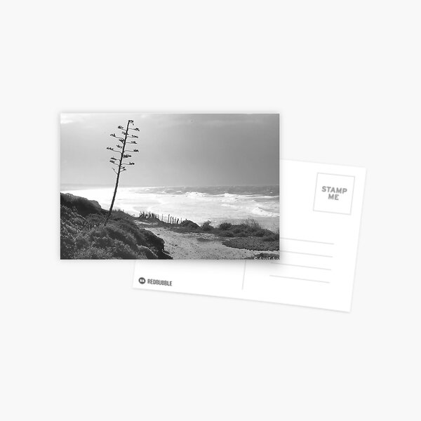 Tarifa Beach Postcard