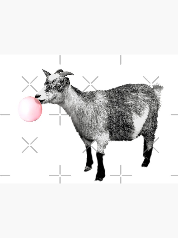 Black and White Goat Blowing Bubble Gum