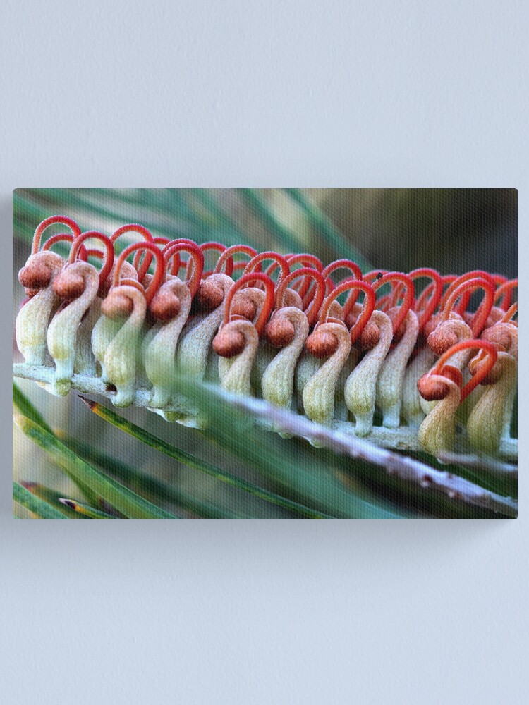 Alternate view of Grevillea baxteri Canvas Print