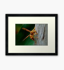 Insect Framed Print