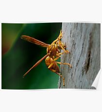 Insect Poster