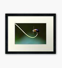 Insect 2 Framed Print