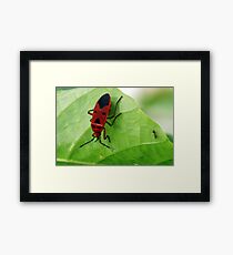 Insect 3 Framed Print