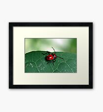 Insect 4 Framed Print