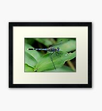 Insect 6 Framed Print