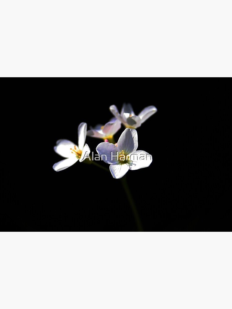 Cardamine Pratensis Flowers by AlanHarman
