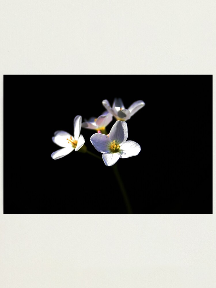 Alternate view of Cardamine Pratensis Flowers Photographic Print