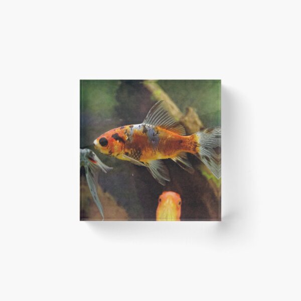Item preview, Fish in Display in Dining Room 201920180422 0360  designed and sold by Fred Mitchell.