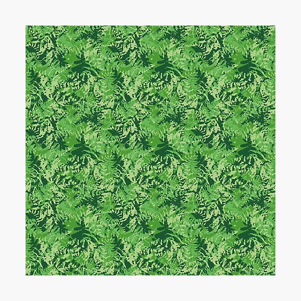Ferns Photographic Print