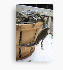 Runaway Blue Crab Canvas Print