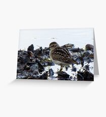 Baby Sandpiper Grußkarte