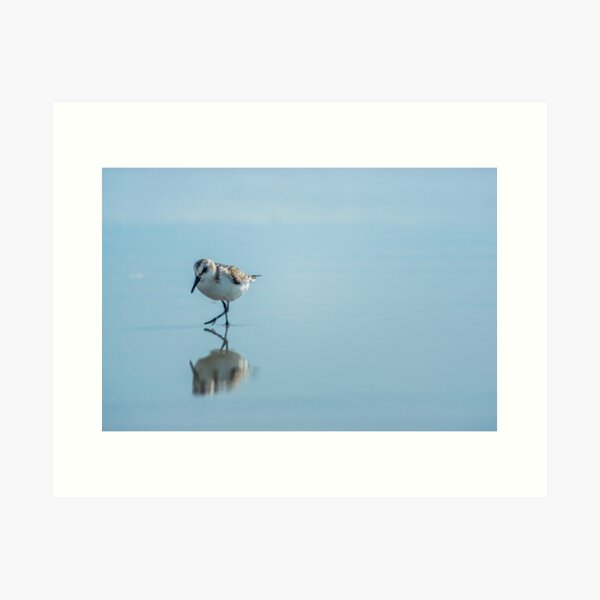 Sandpiper Art Print