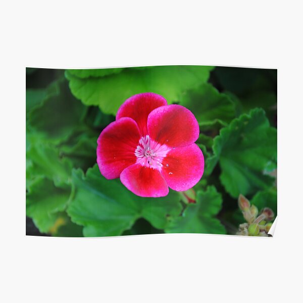Red flower Poster