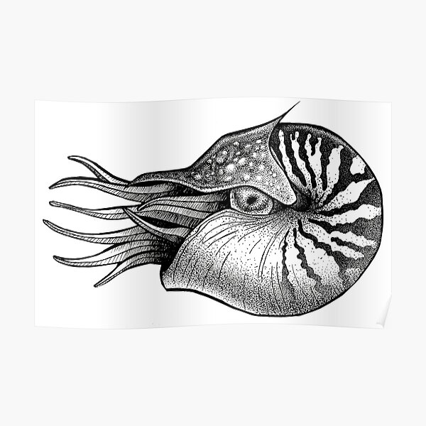 Nautilus Tattoo Posters Redbubble