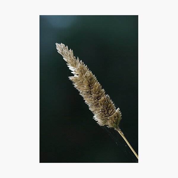 Grass with web Photographic Print