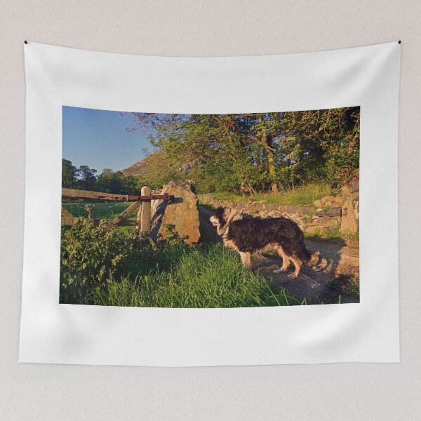 Item preview, Sheepdog Dreams. designed and sold by Michael Haslam.
