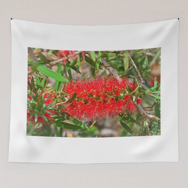 Item preview, Bottlebrush Flower designed and sold by LisaWootenPhoto.