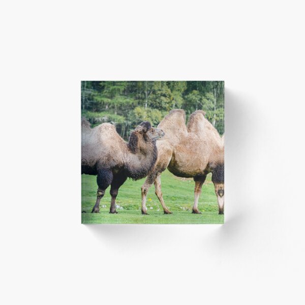 Item preview, Bactrian camels (Camelus bactrianus) designed and sold by Logopad.