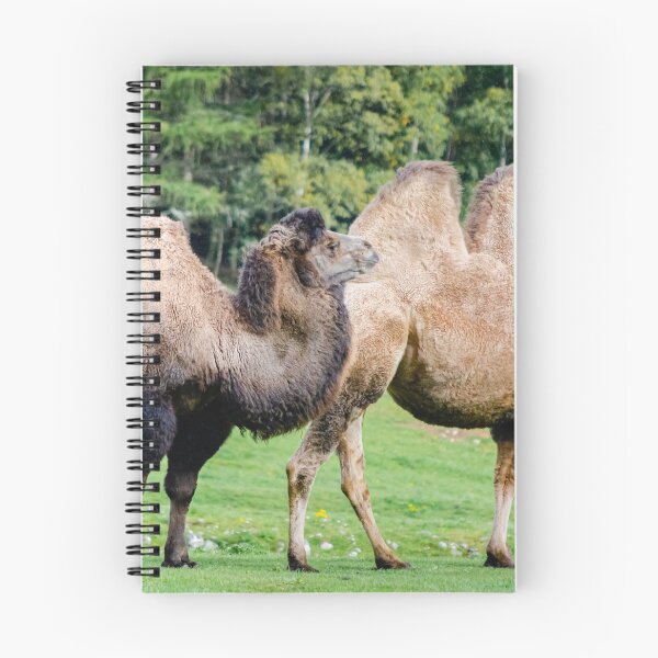 Item preview, Bactrian camels (Camelus bactrianus) designed and sold by Logopad.