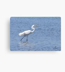 The Great Egret's Juggling Act Canvas Print