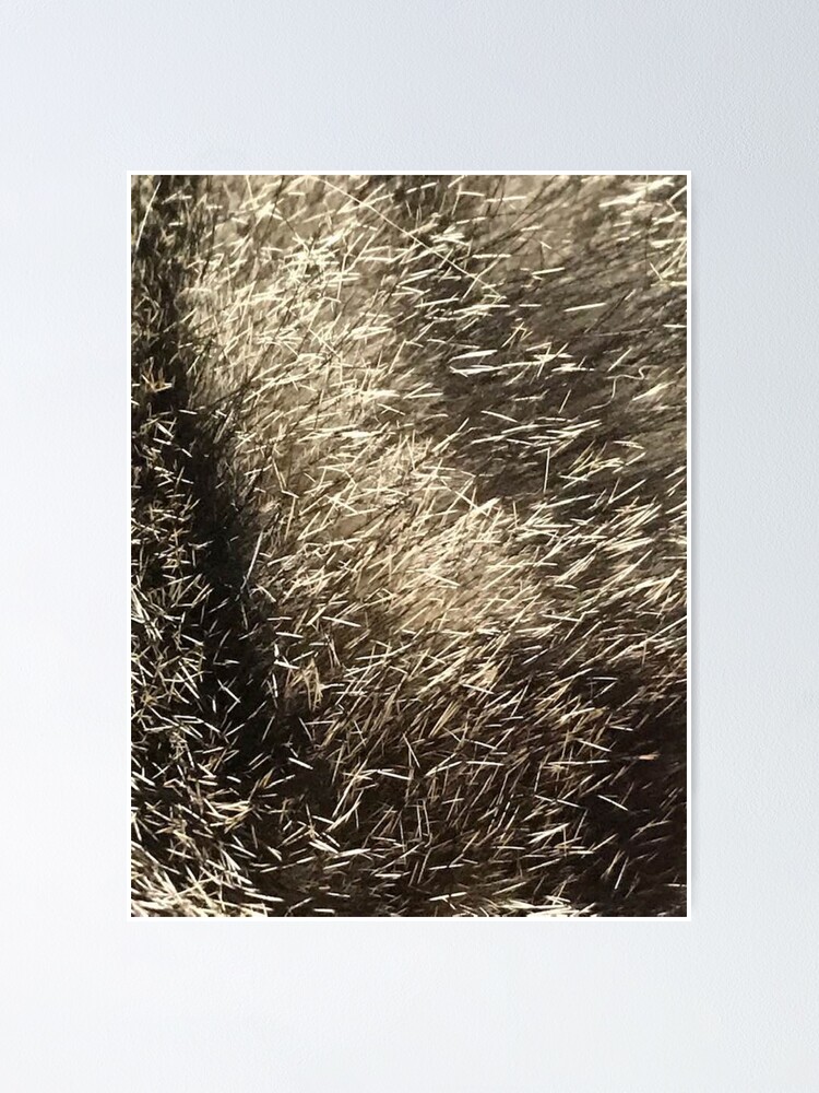 "cat hair everywhere" Poster by redqueenself Redbubble