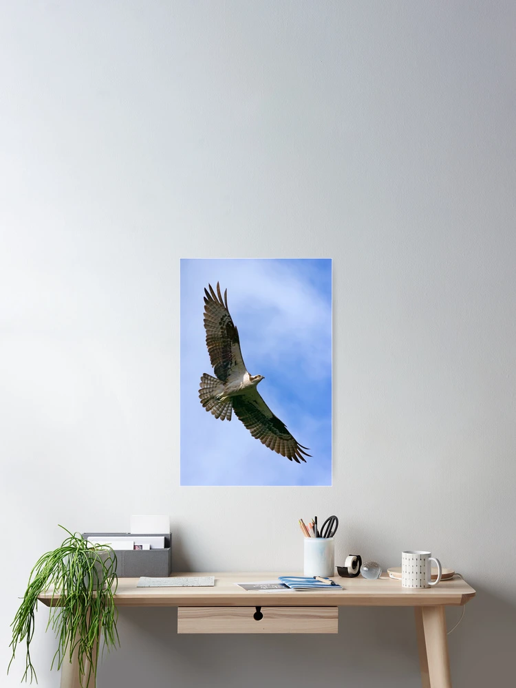 Thumbnail 2 of 3, Poster, Osprey designed and sold by Randall Ingalls.