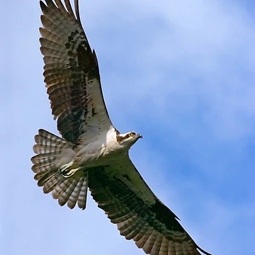 Artwork thumbnail, Osprey by Randall Ingalls