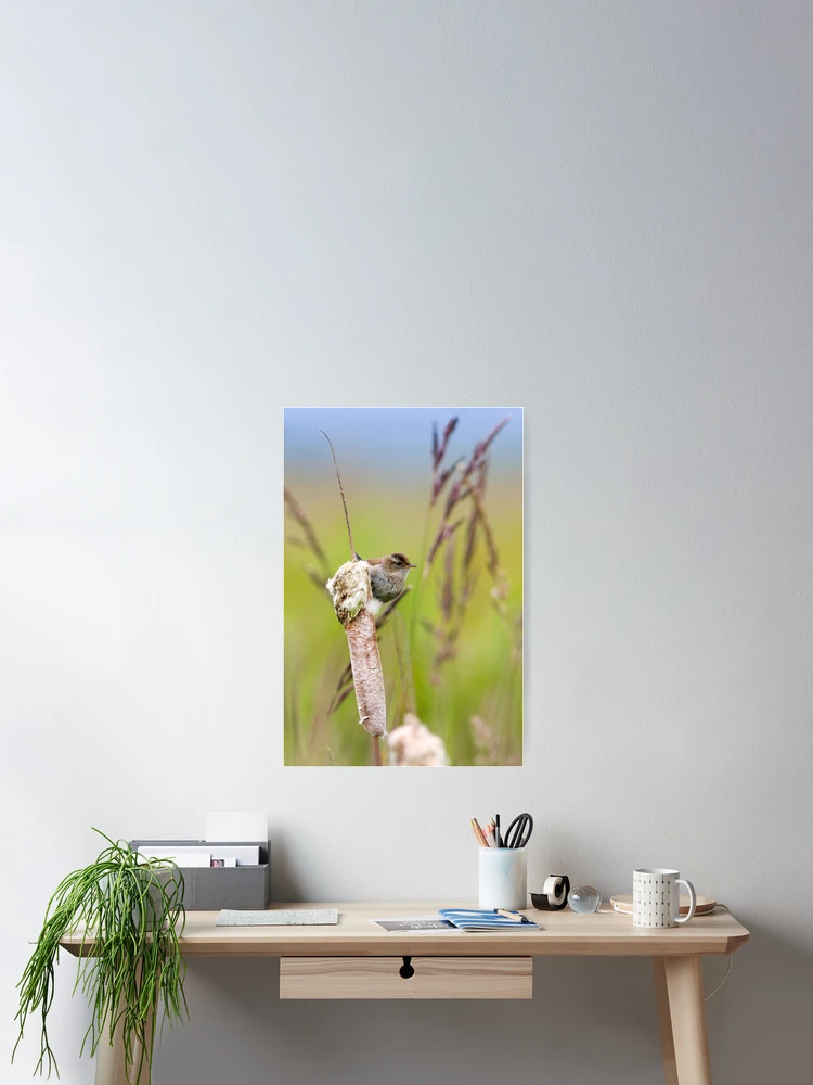 Thumbnail 2 of 3, Poster, Marsh Wren designed and sold by Randall Ingalls.