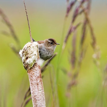 Artwork thumbnail, Marsh Wren by Randall Ingalls