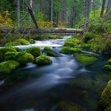 Artwork thumbnail, Roaring River by Randall Ingalls