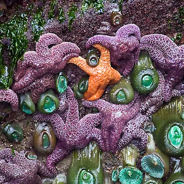 Artwork thumbnail, Standing Out by Randall Ingalls
