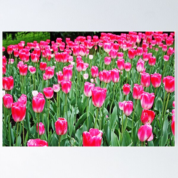 Item preview, Sea of Tulips designed and sold by jsarge.
