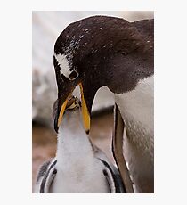 Feeding Time Photographic Print