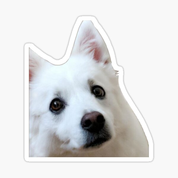 American eskimo dog Sticker
