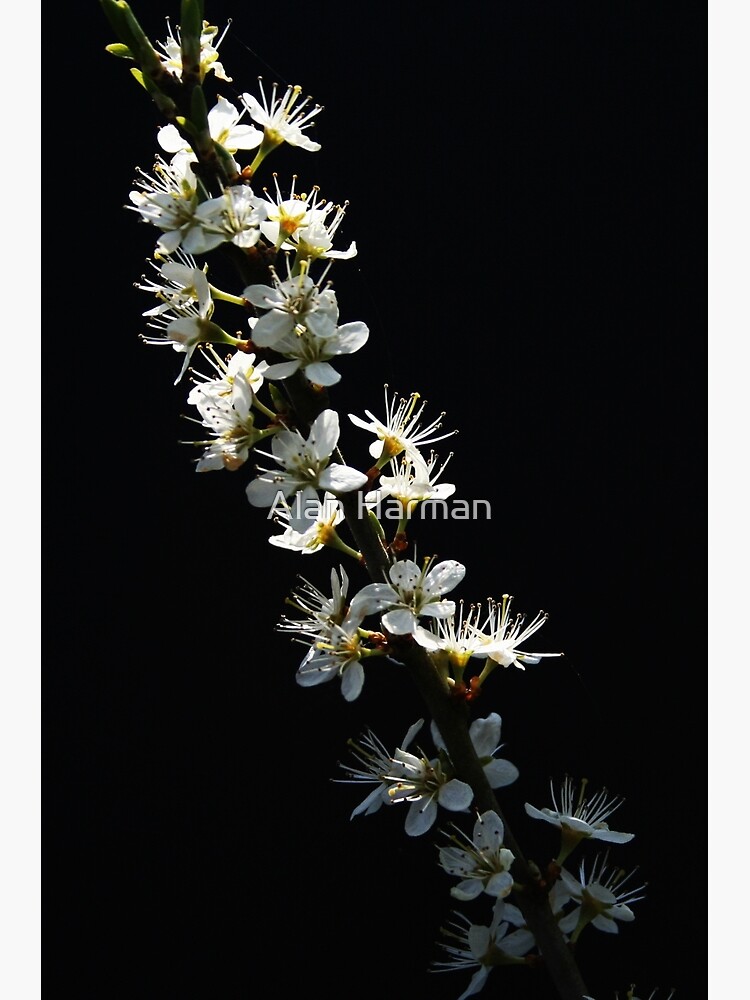 Hawthorn Flowers by AlanHarman