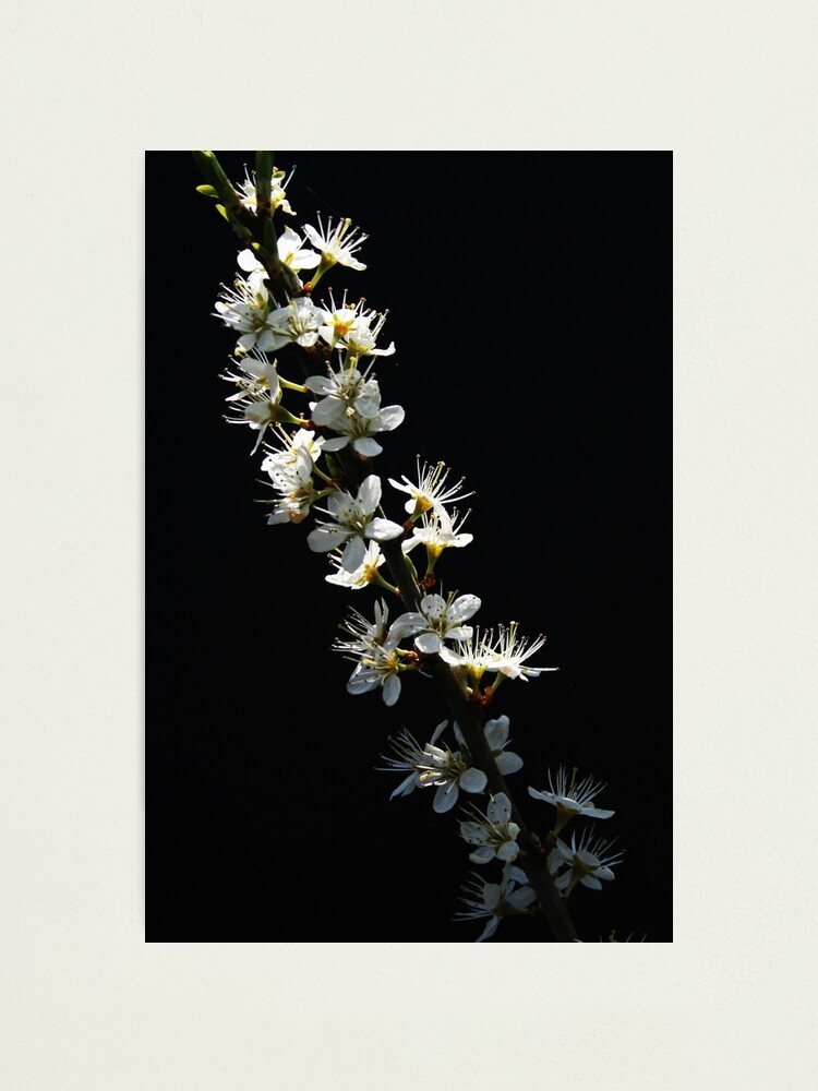 Alternate view of Hawthorn Flowers Photographic Print