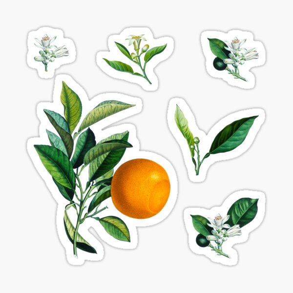 Orange Citrus Stickers Nr. 2 Sticker