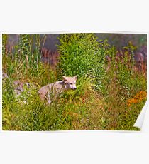 Arctic Wolf - Parc Omega Poster