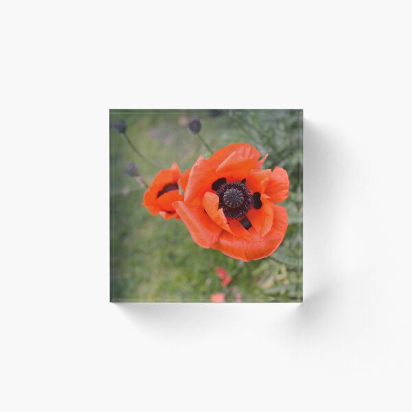 Popping poppy Acrylic Block