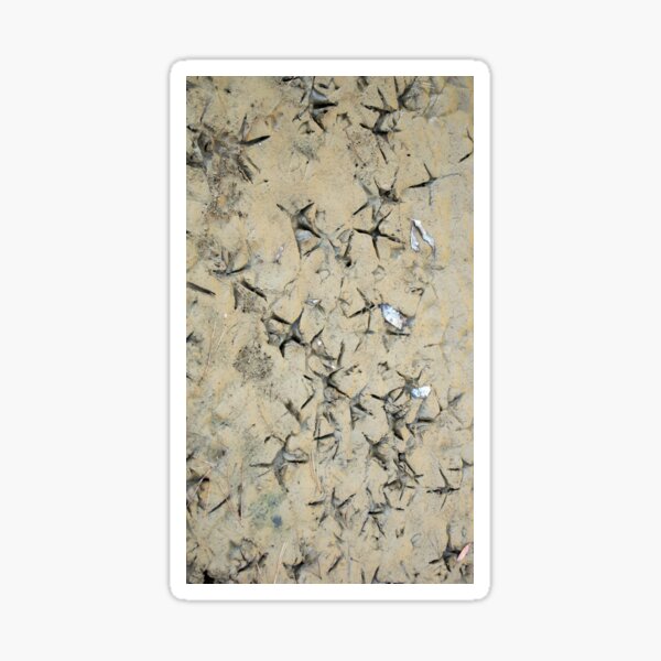 Making Tracks at Magpie Springs by South Australian artist Avril Thomas Sticker